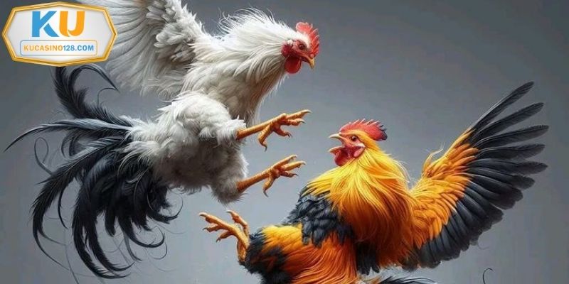 Đá gà Kucasino có diễn biến kích tính