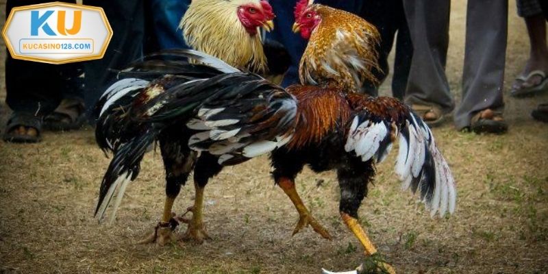 Phiên bản Philippin được thành viên lựa chọn